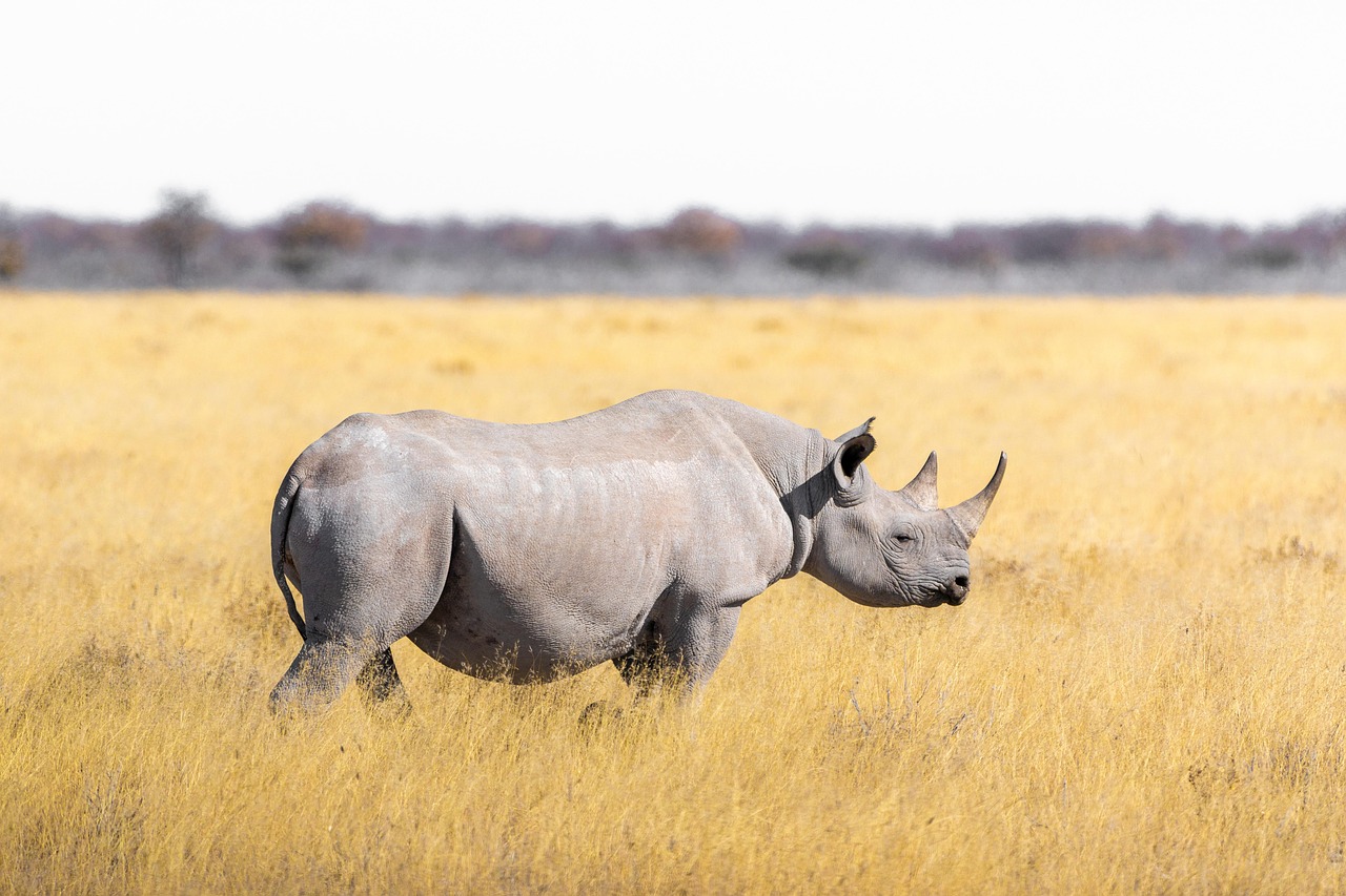 6-Day Safari in Tanzania